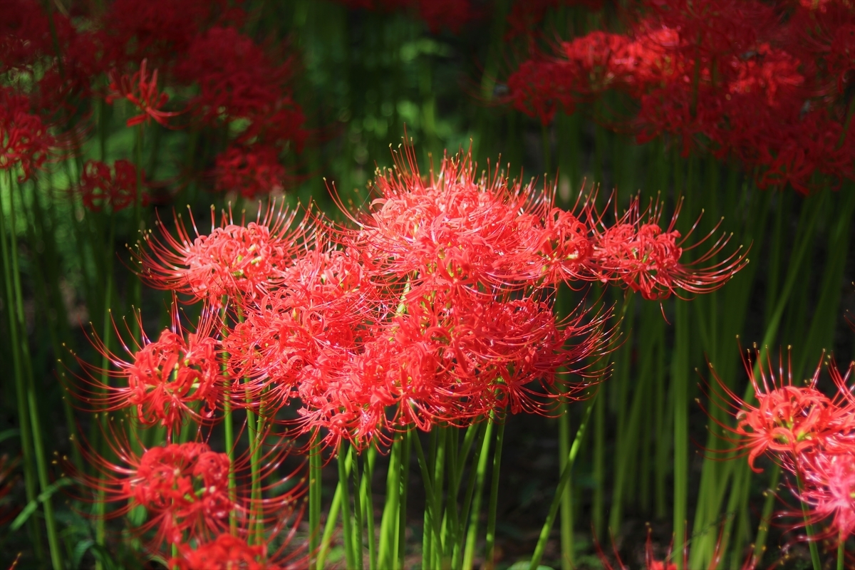 f:id:camerangz:20191002084911j:plain