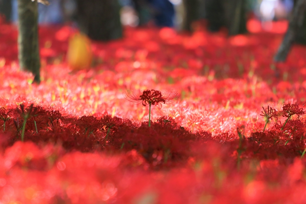 f:id:camerangz:20191002090343j:plain