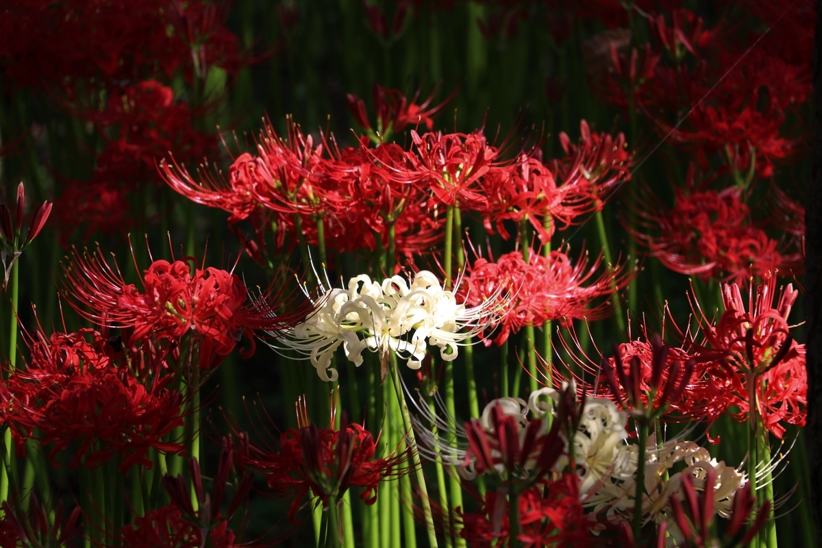 f:id:camerangz:20191002091718j:plain