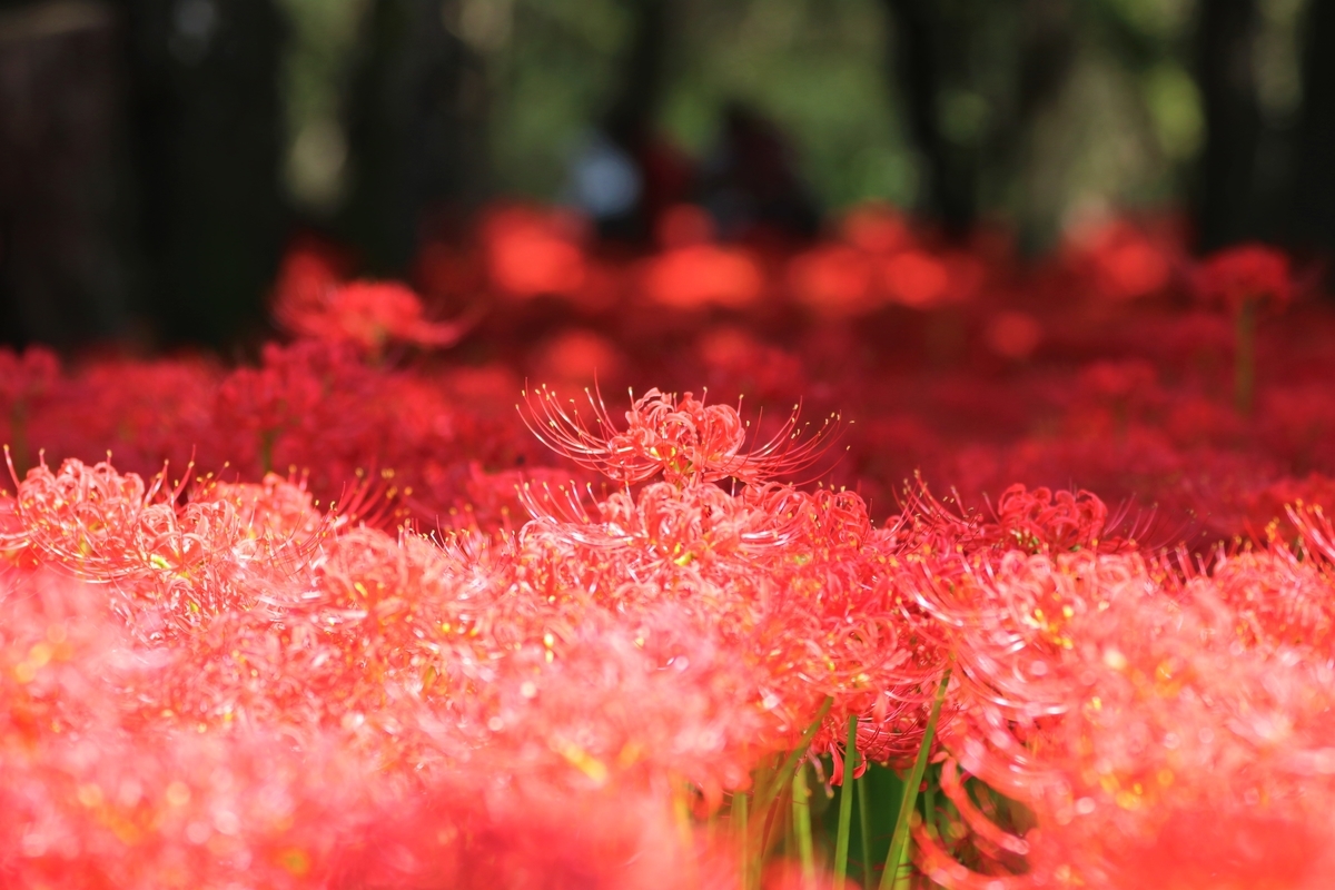 f:id:camerangz:20191002092021j:plain