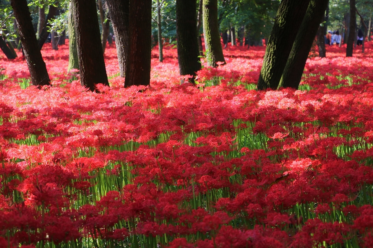 f:id:camerangz:20191002092834j:plain