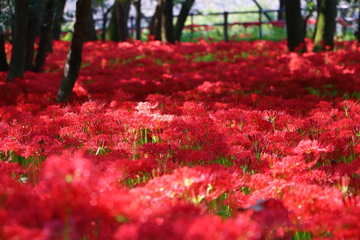 f:id:camerangz:20191002093006j:plain