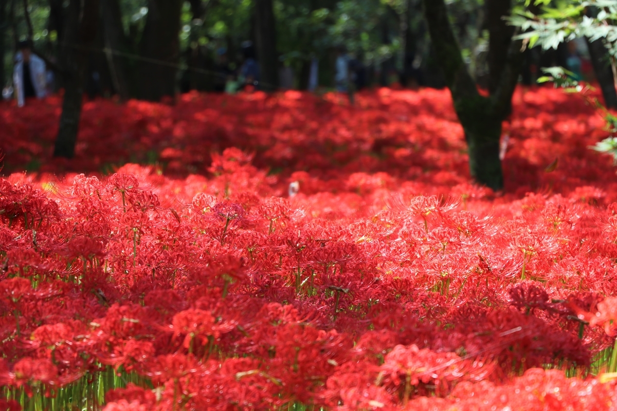 f:id:camerangz:20191002093503j:plain