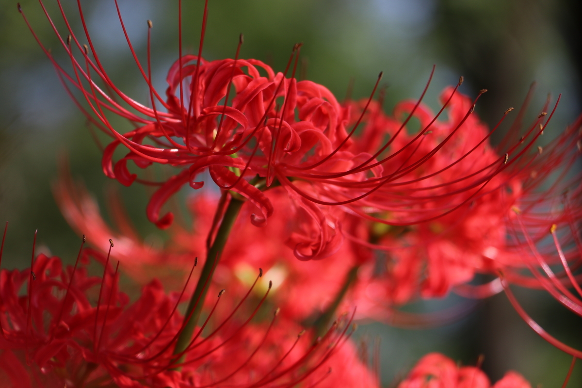 f:id:camerangz:20191002093835j:plain