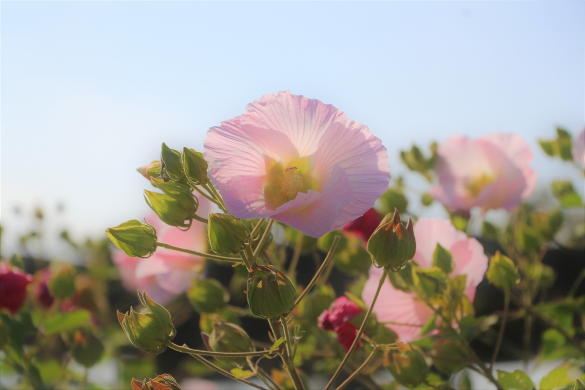 f:id:camerangz:20191002094948j:plain