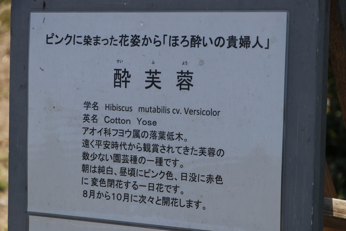 f:id:camerangz:20191002095004j:plain