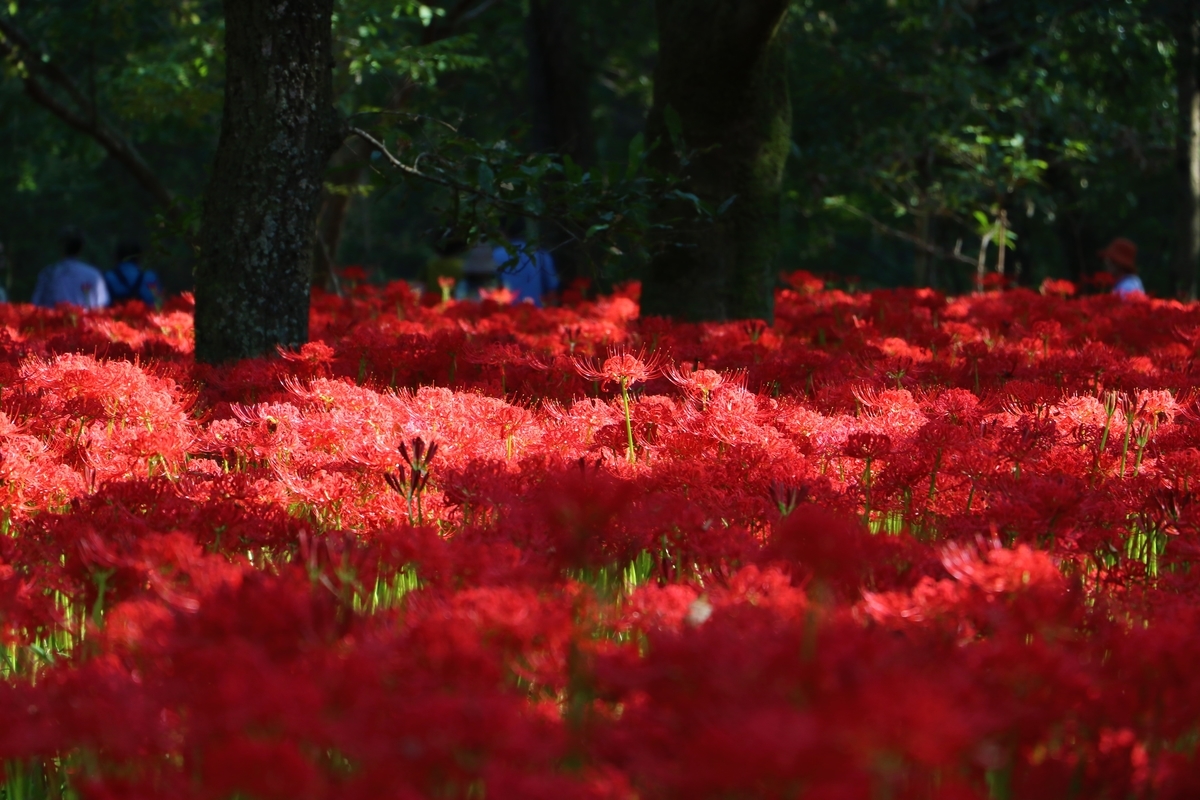 f:id:camerangz:20191002095742j:plain