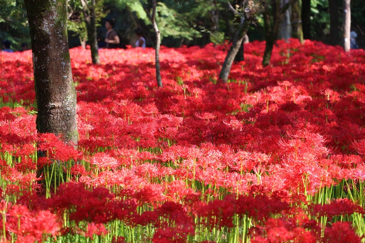 f:id:camerangz:20191002100027j:plain