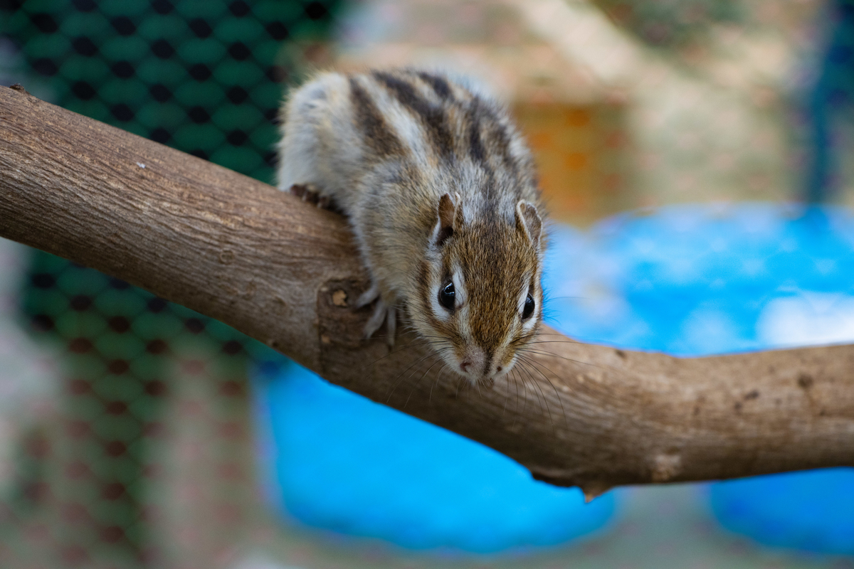 f:id:camerangz:20200226110609j:plain