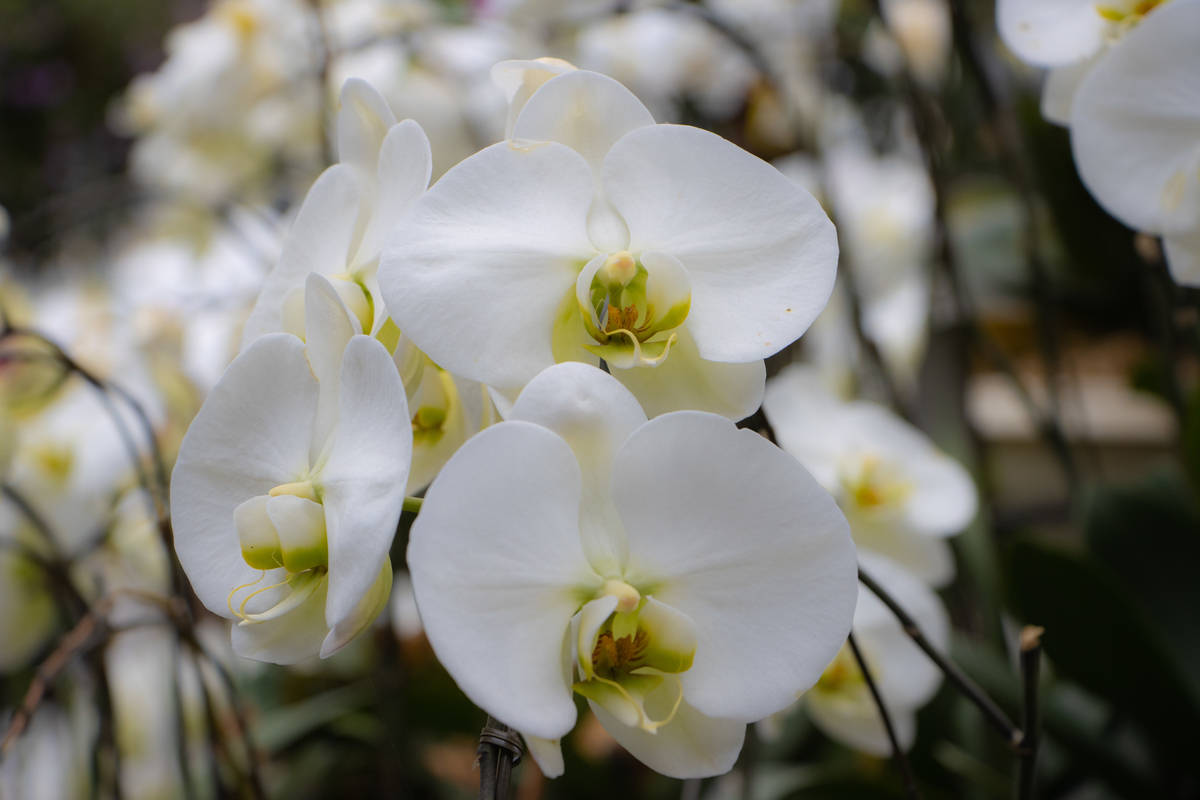 f:id:camerangz:20200226112640j:plain