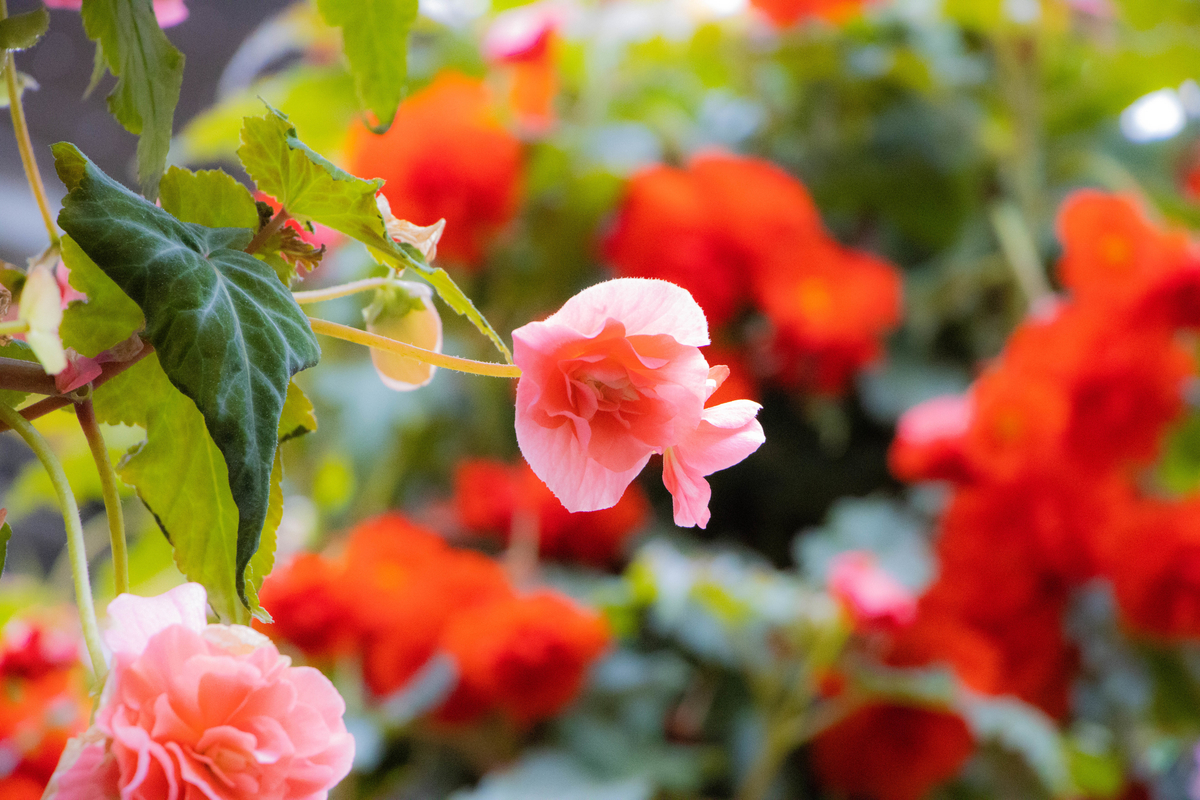 f:id:camerangz:20200226114955j:plain