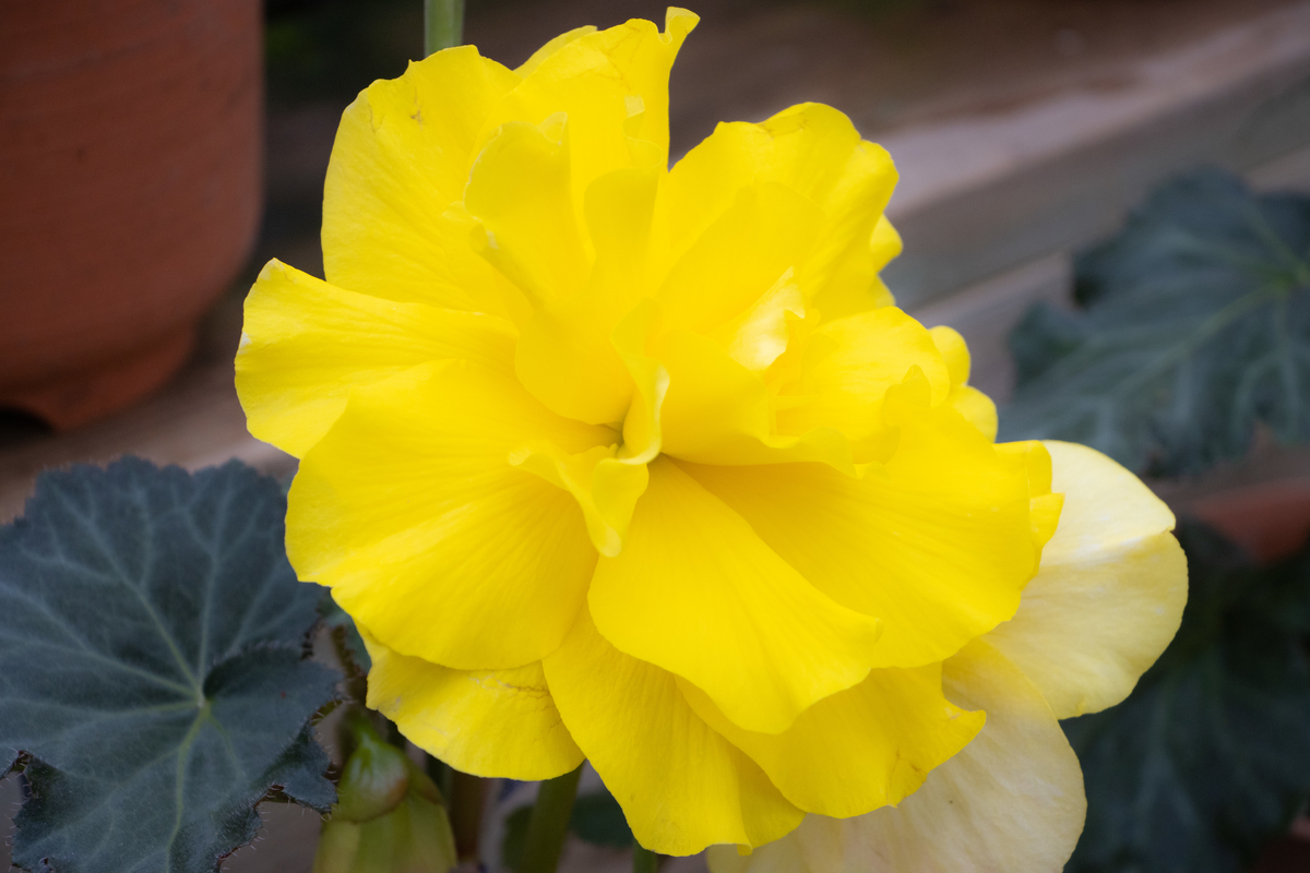 f:id:camerangz:20200226115021j:plain