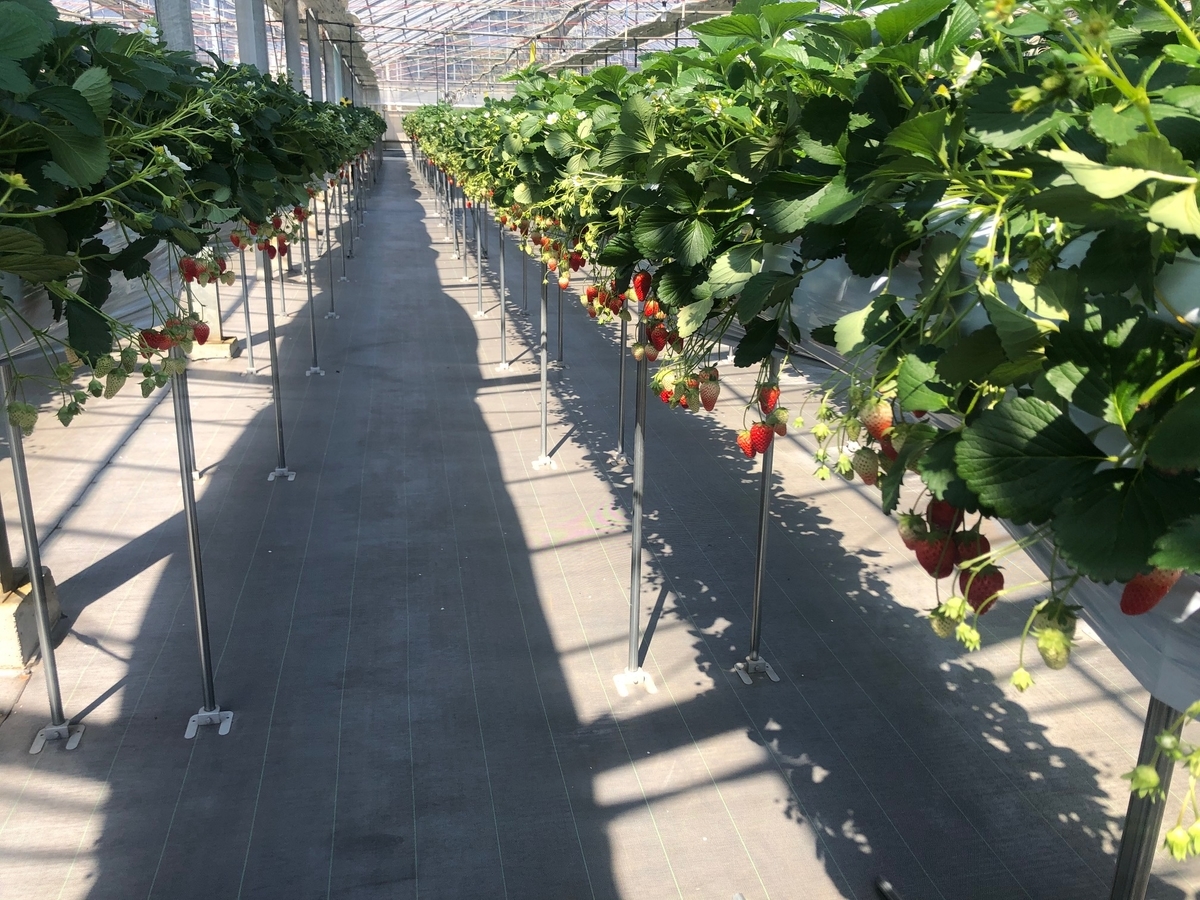 f:id:camerangz:20200321234755j:plain