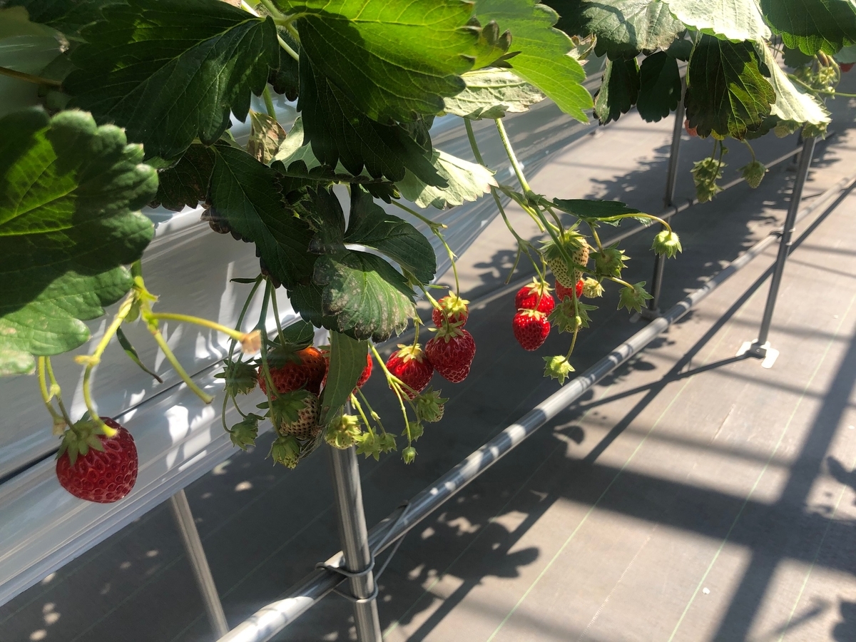 f:id:camerangz:20200321234942j:plain