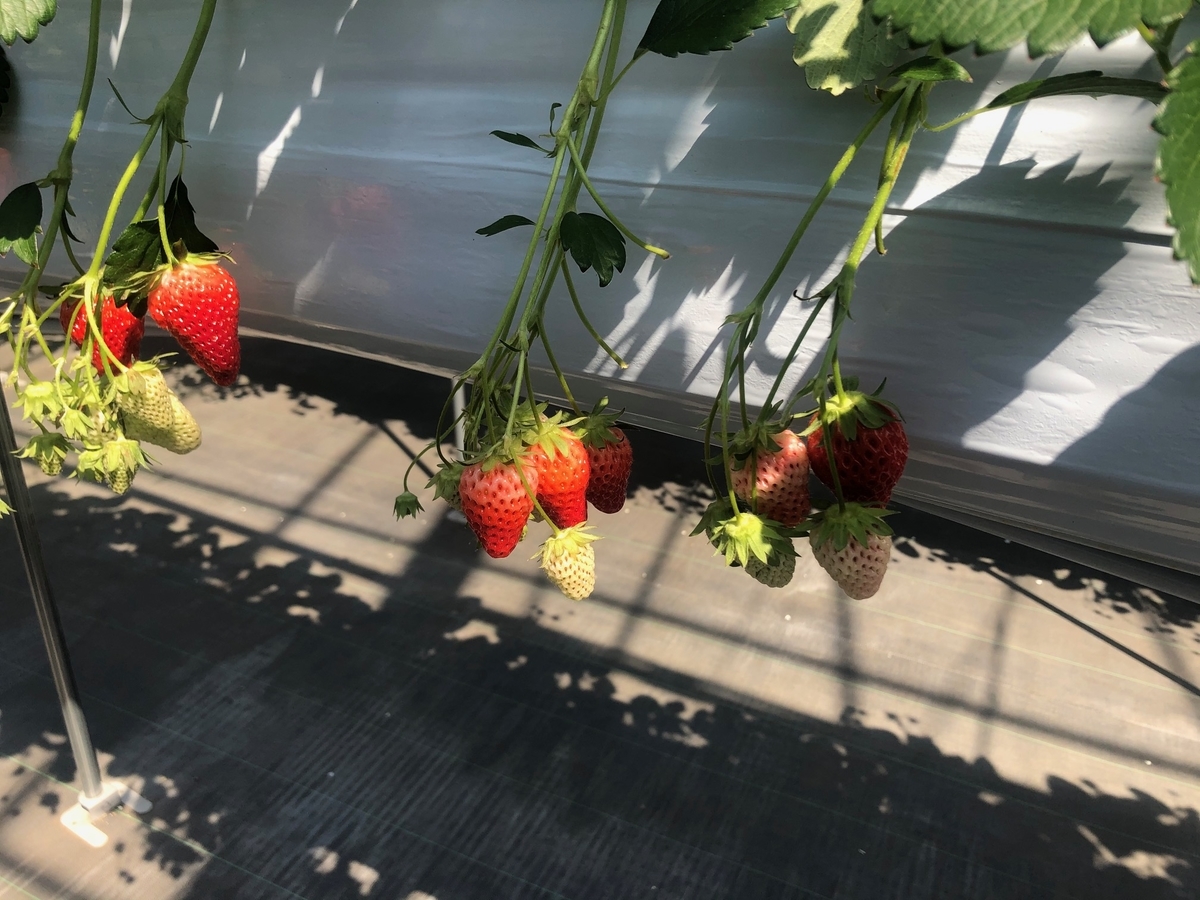 f:id:camerangz:20200321234947j:plain