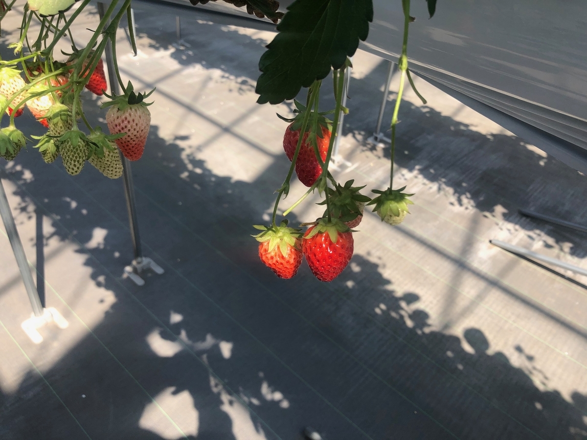 f:id:camerangz:20200321235635j:plain