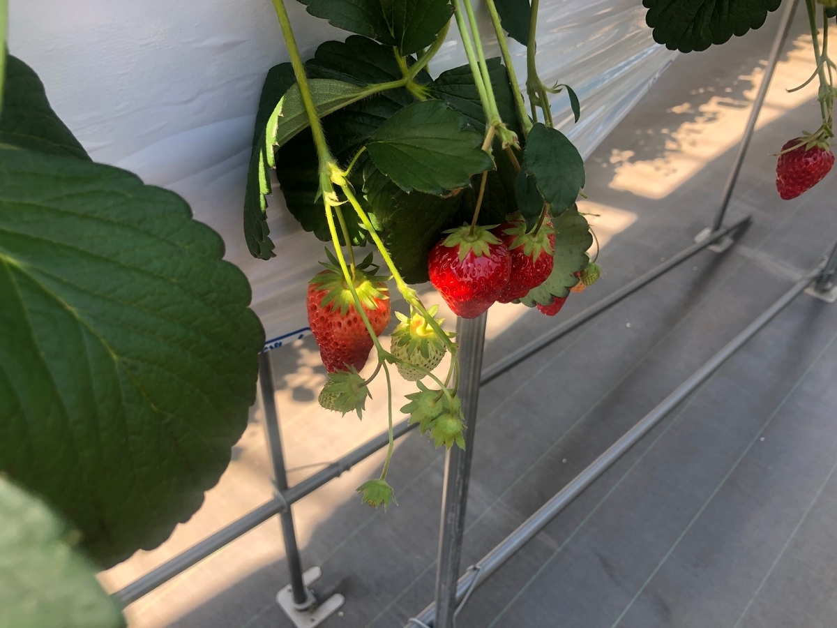 f:id:camerangz:20200321235914j:plain