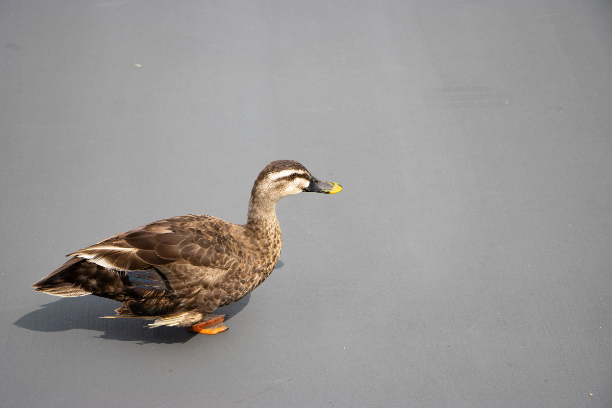 f:id:camerangz:20200725225637j:plain