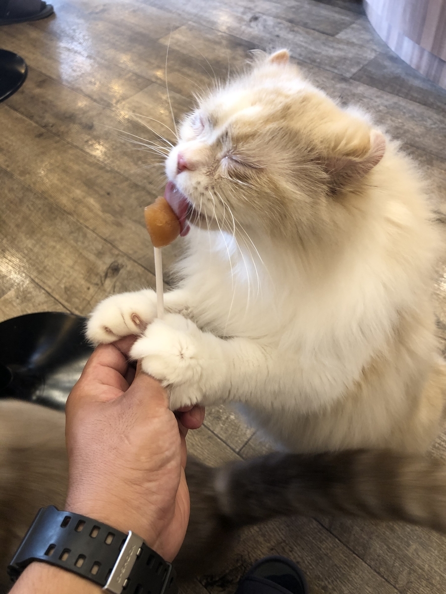 f:id:camerangz:20201002221501j:plain