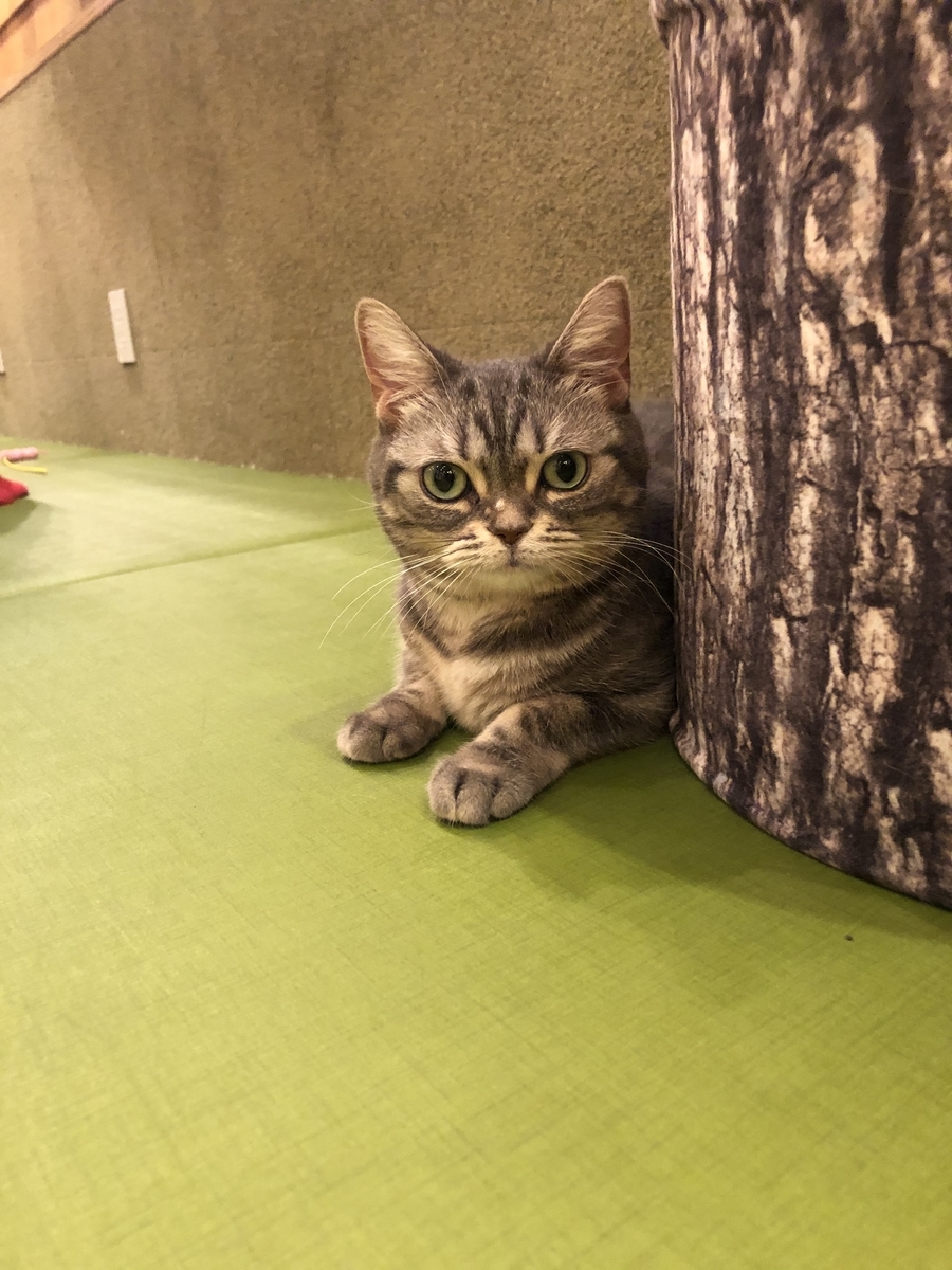 f:id:camerangz:20201002222013j:plain