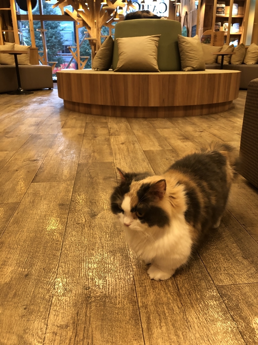 f:id:camerangz:20201002222111j:plain