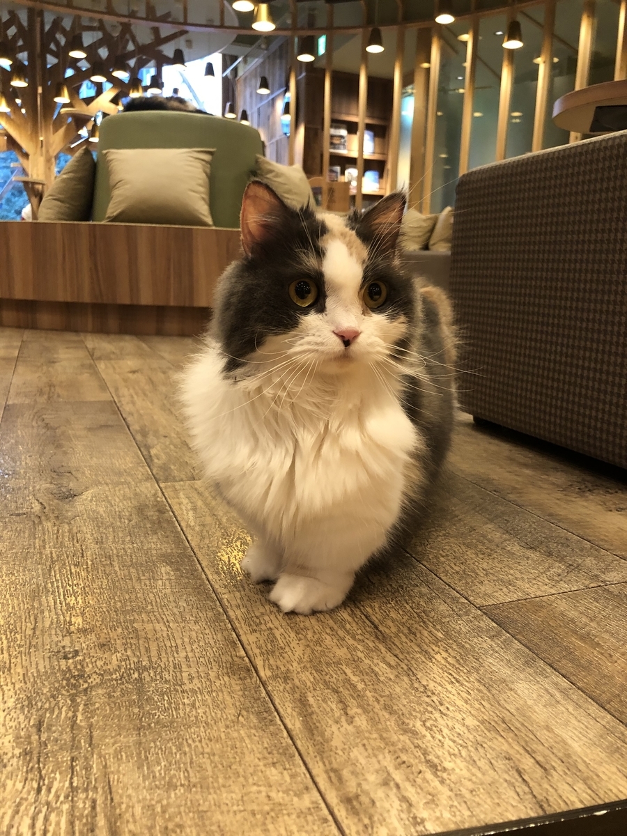 f:id:camerangz:20201002222113j:plain