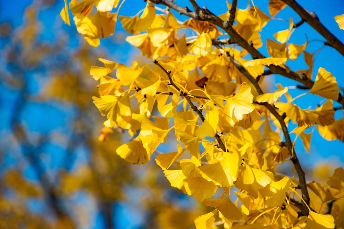 f:id:camerangz:20201120215447j:plain