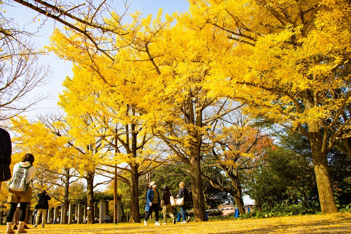 f:id:camerangz:20201120215454j:plain