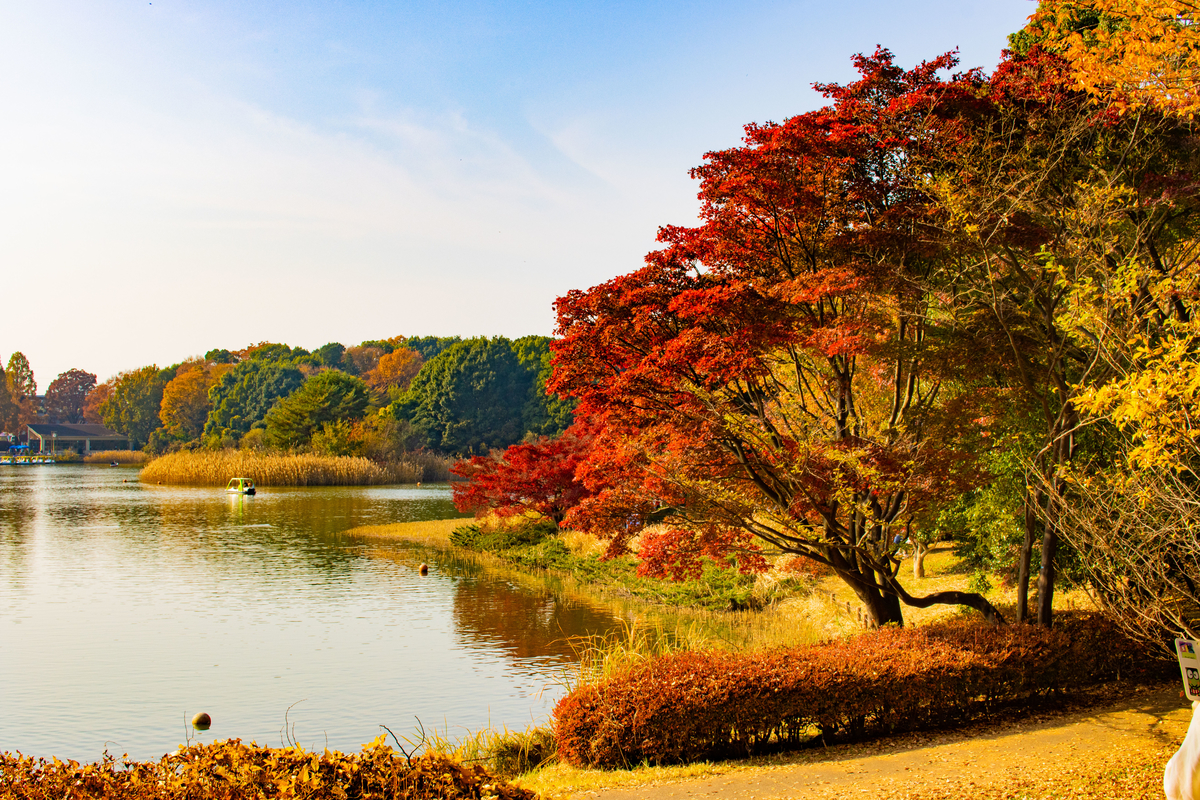 f:id:camerangz:20201120220342j:plain