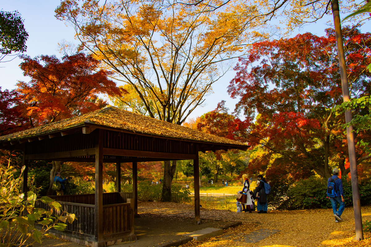 f:id:camerangz:20201120220409j:plain