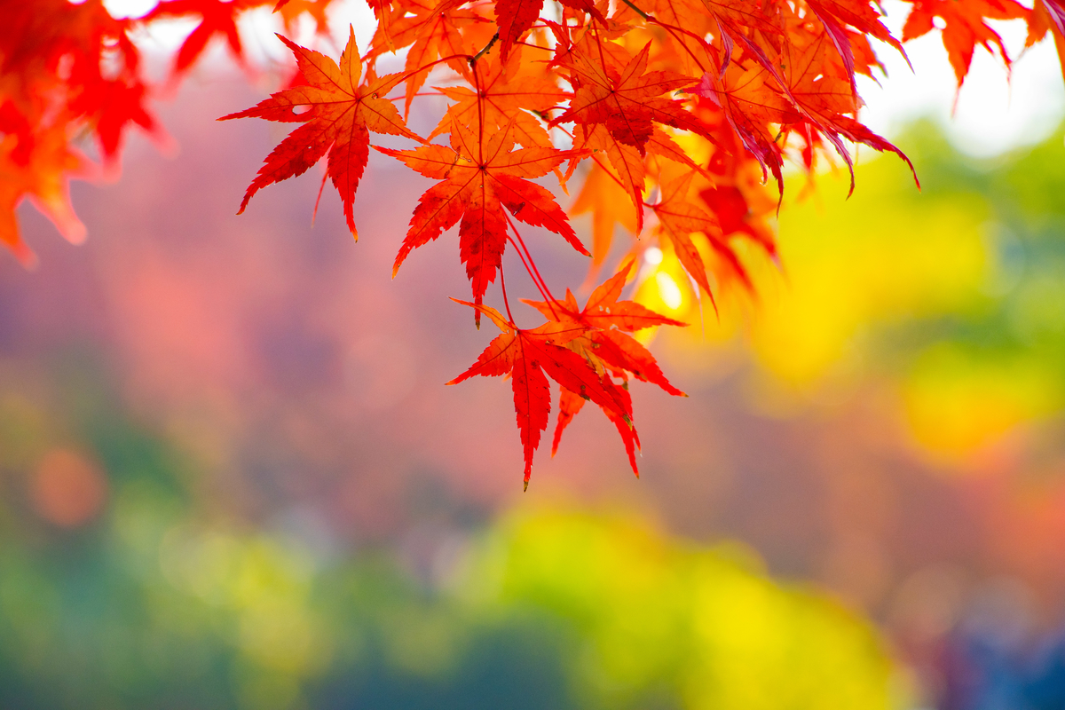 f:id:camerangz:20201120220732j:plain