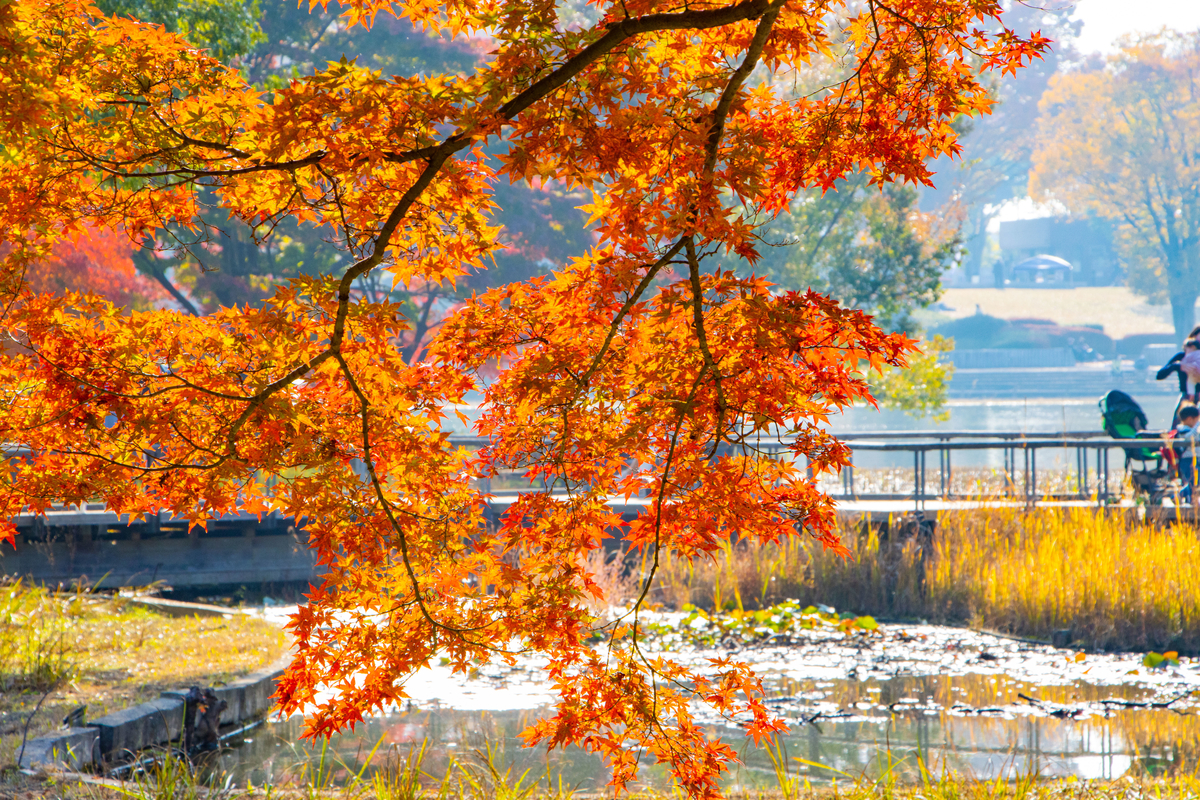 f:id:camerangz:20201120220740j:plain