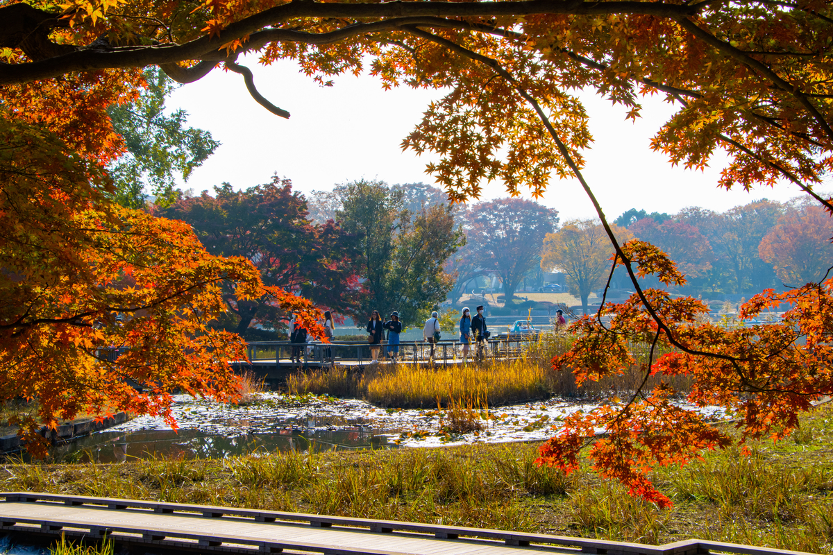 f:id:camerangz:20201120220745j:plain