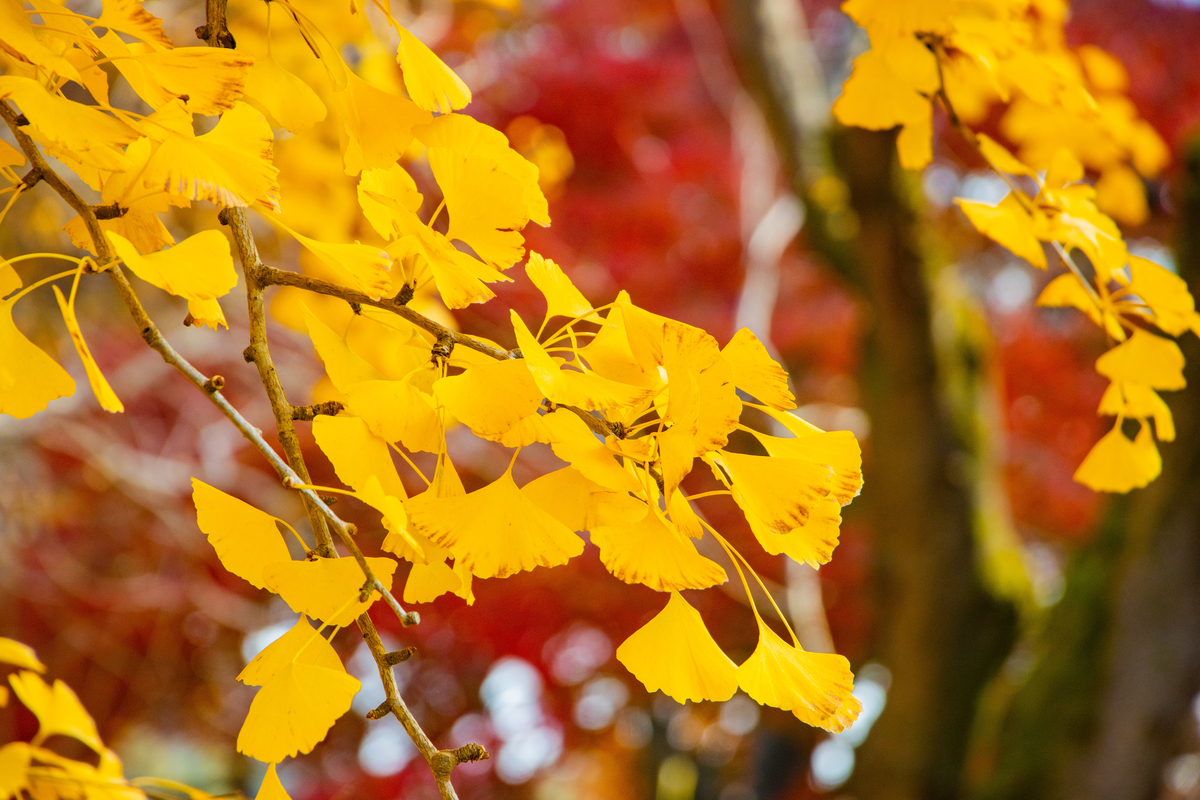 f:id:camerangz:20201120221642j:plain