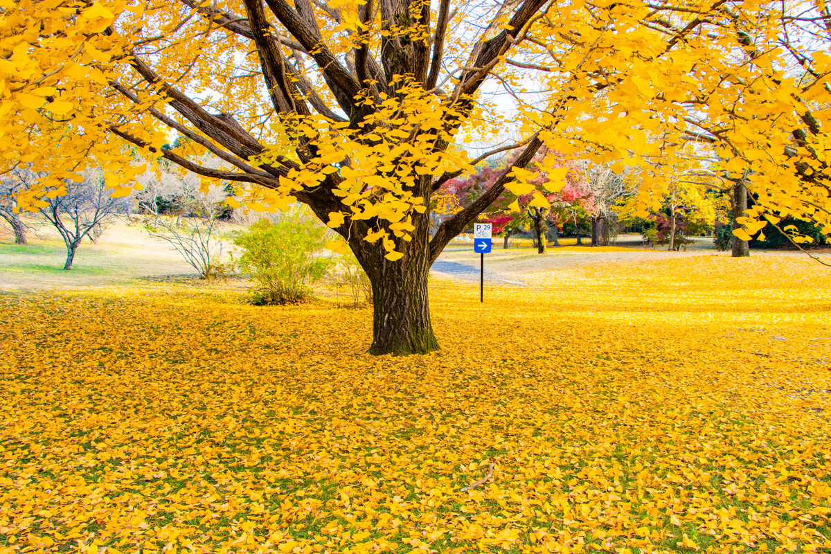 f:id:camerangz:20201120221718j:plain