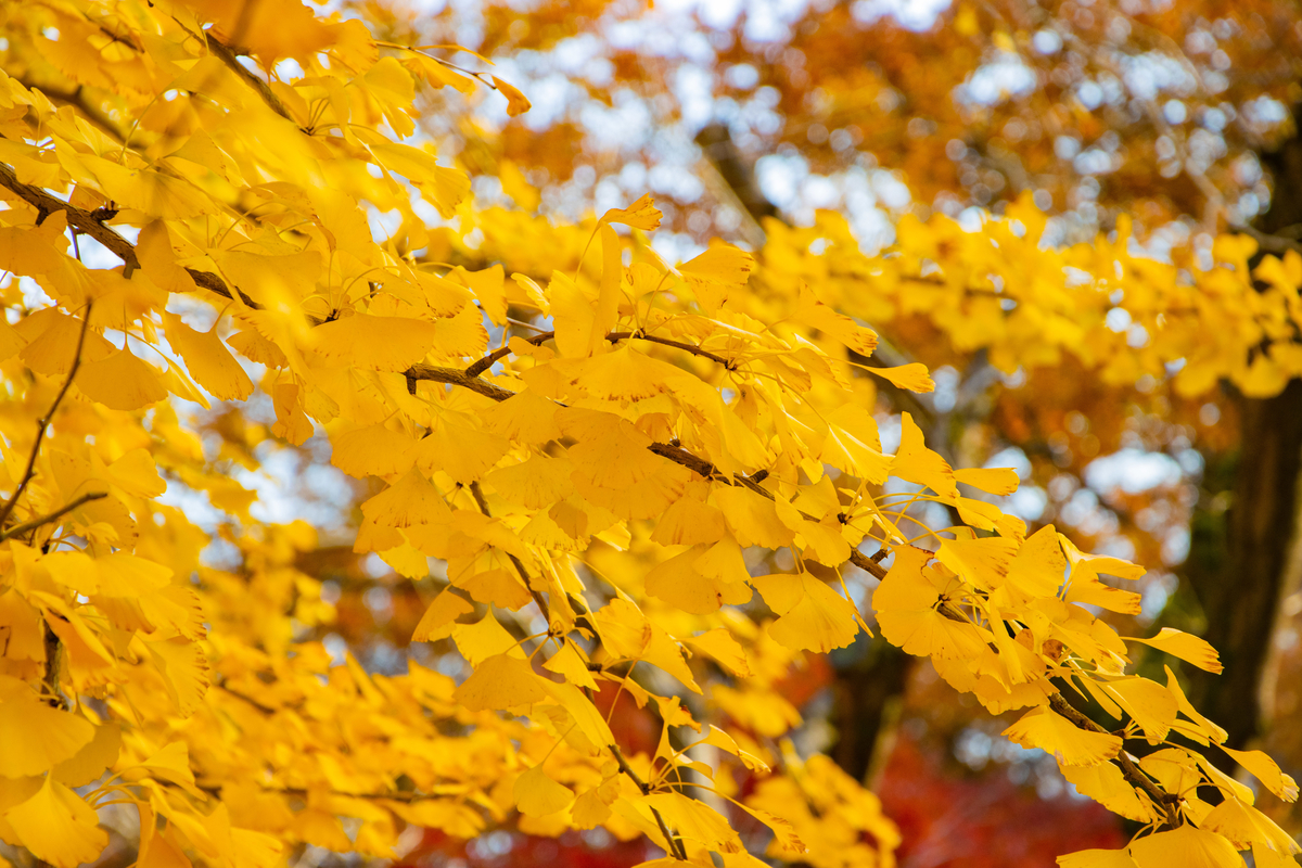 f:id:camerangz:20201120221720j:plain