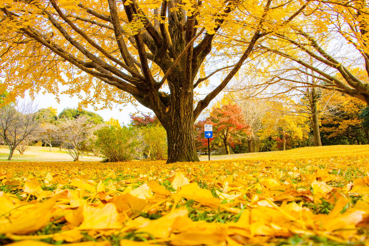 f:id:camerangz:20201120221727j:plain