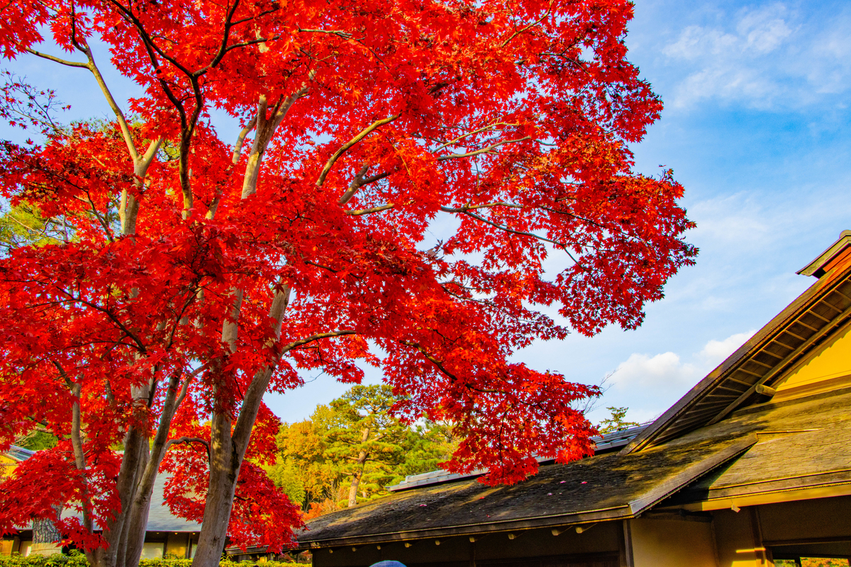 f:id:camerangz:20201120222803j:plain