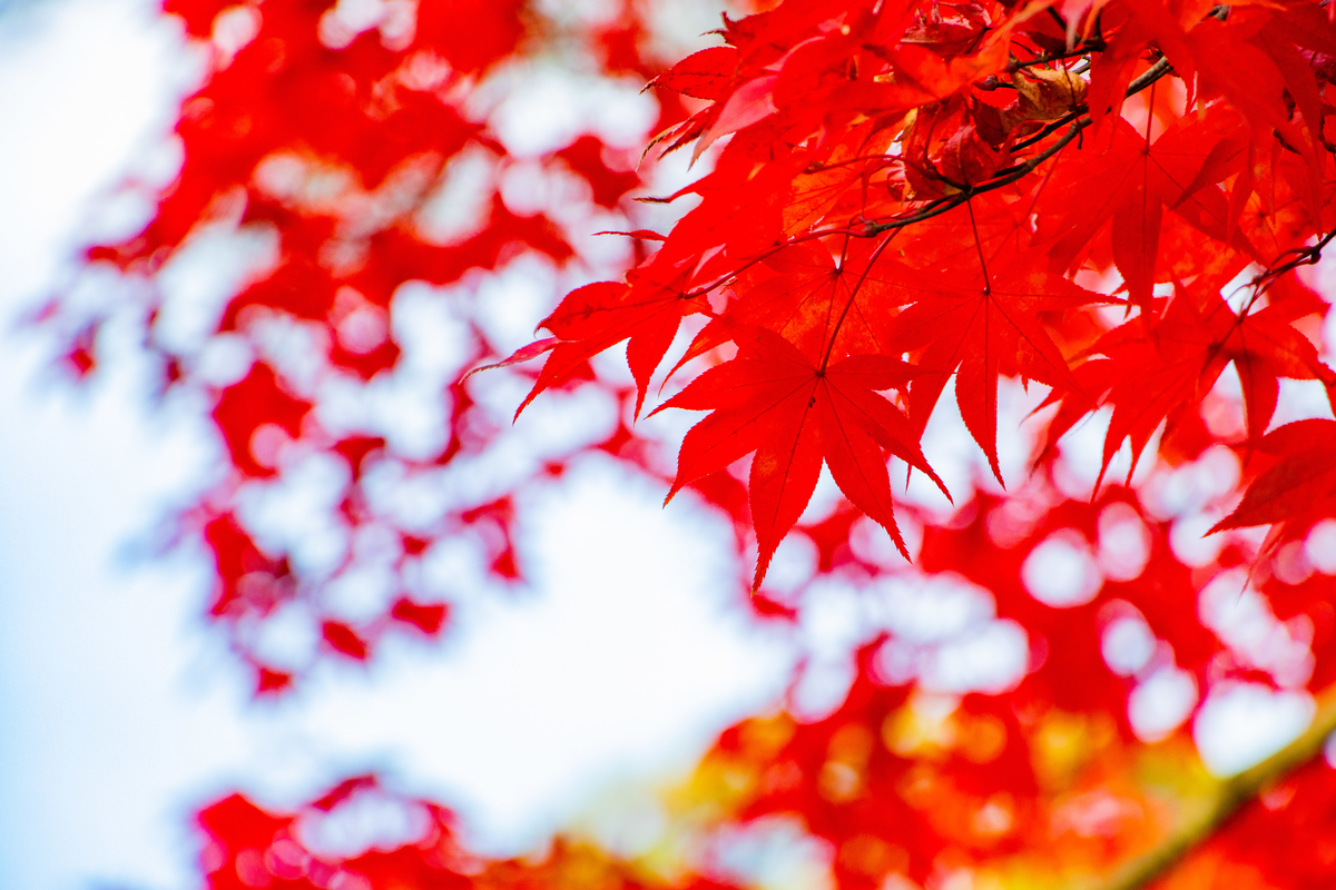 f:id:camerangz:20201120223005j:plain