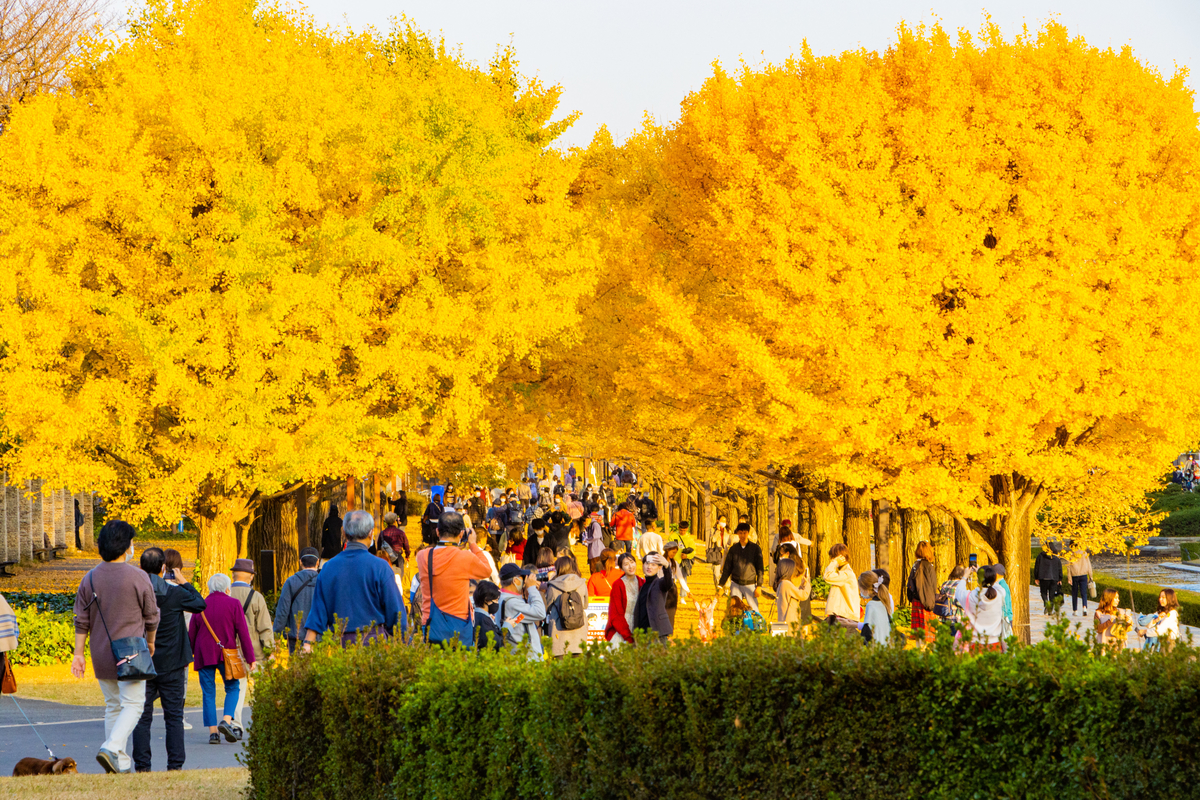 f:id:camerangz:20201120223600j:plain