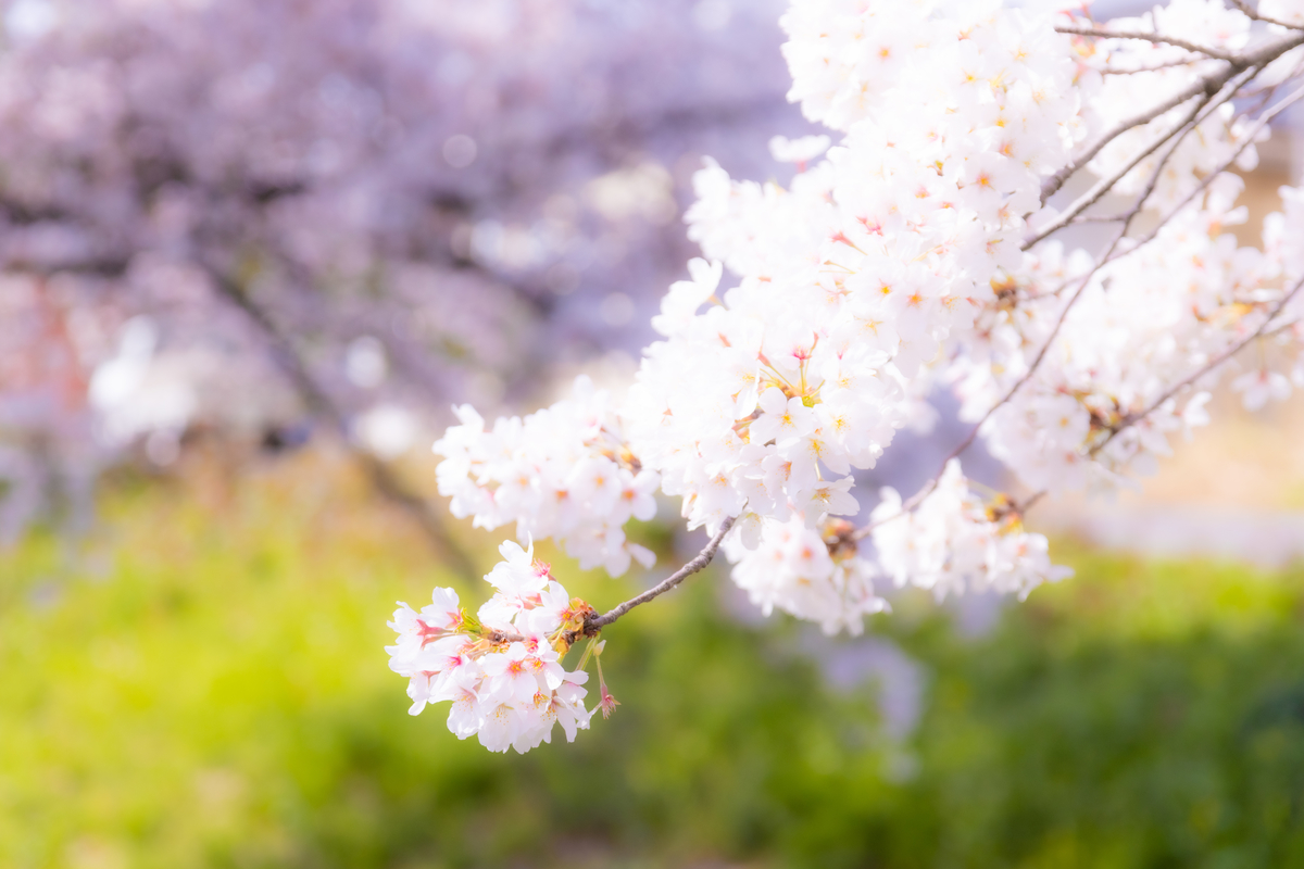 f:id:camerangz:20210407011252j:plain