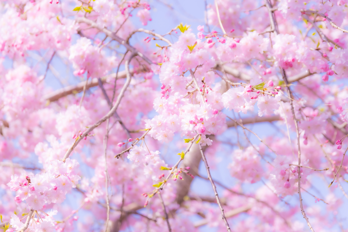 f:id:camerangz:20210407012045j:plain