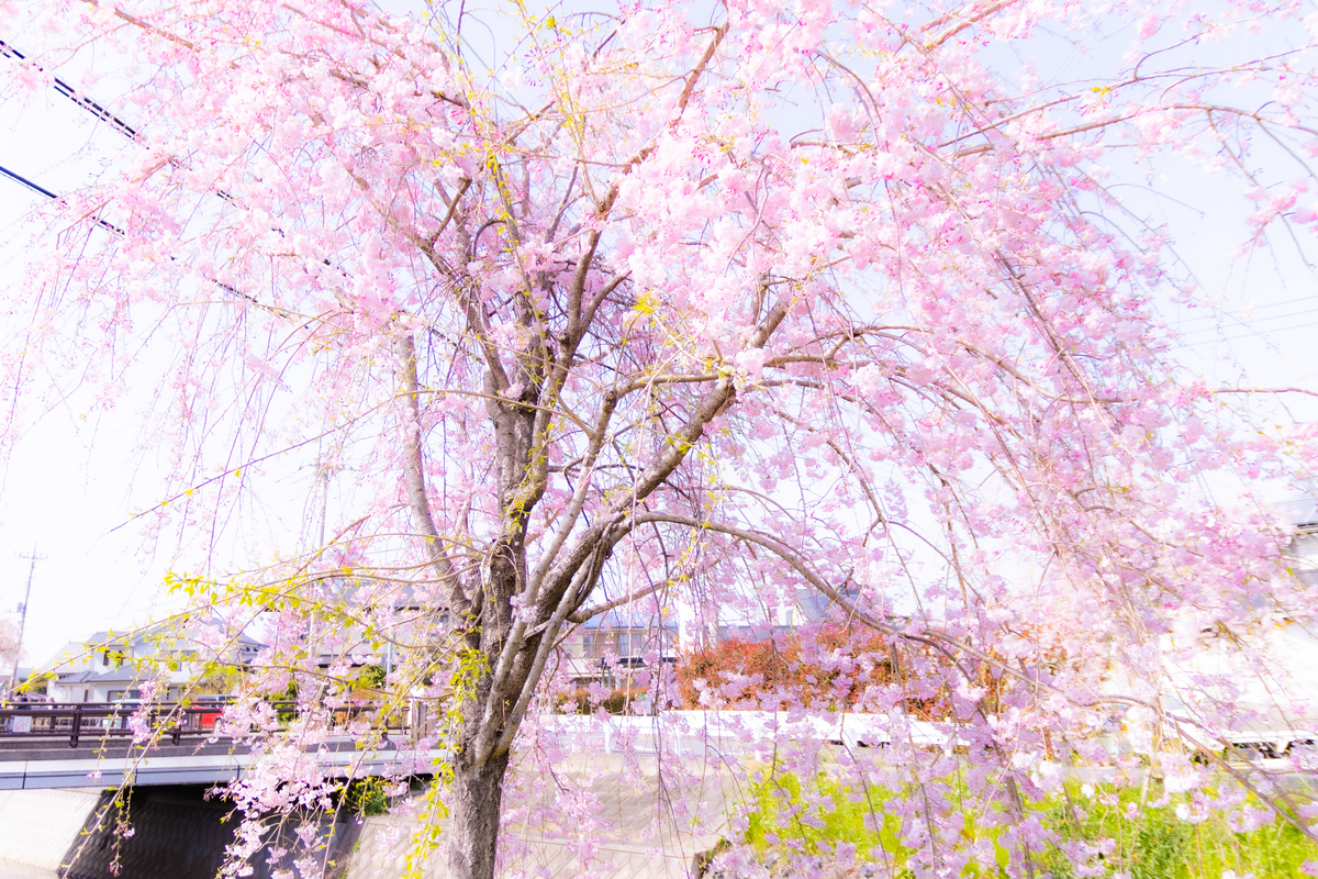 f:id:camerangz:20210407012103j:plain