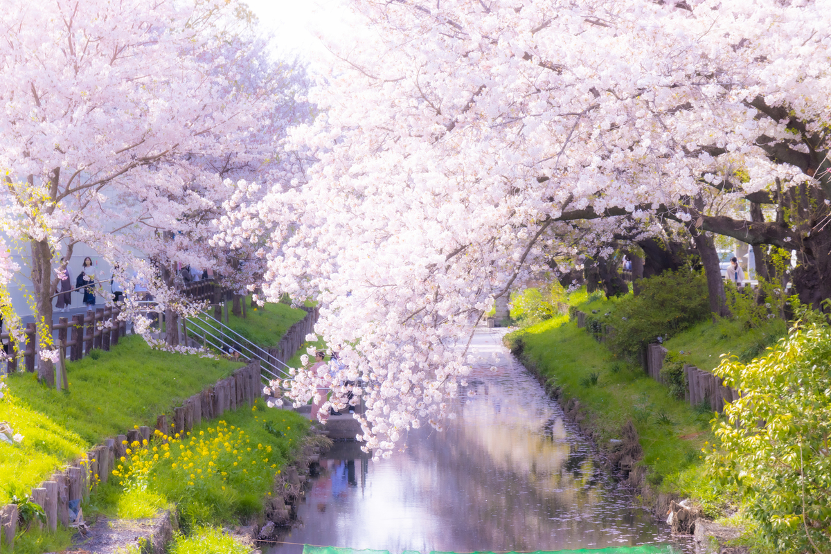 f:id:camerangz:20210407012733j:plain