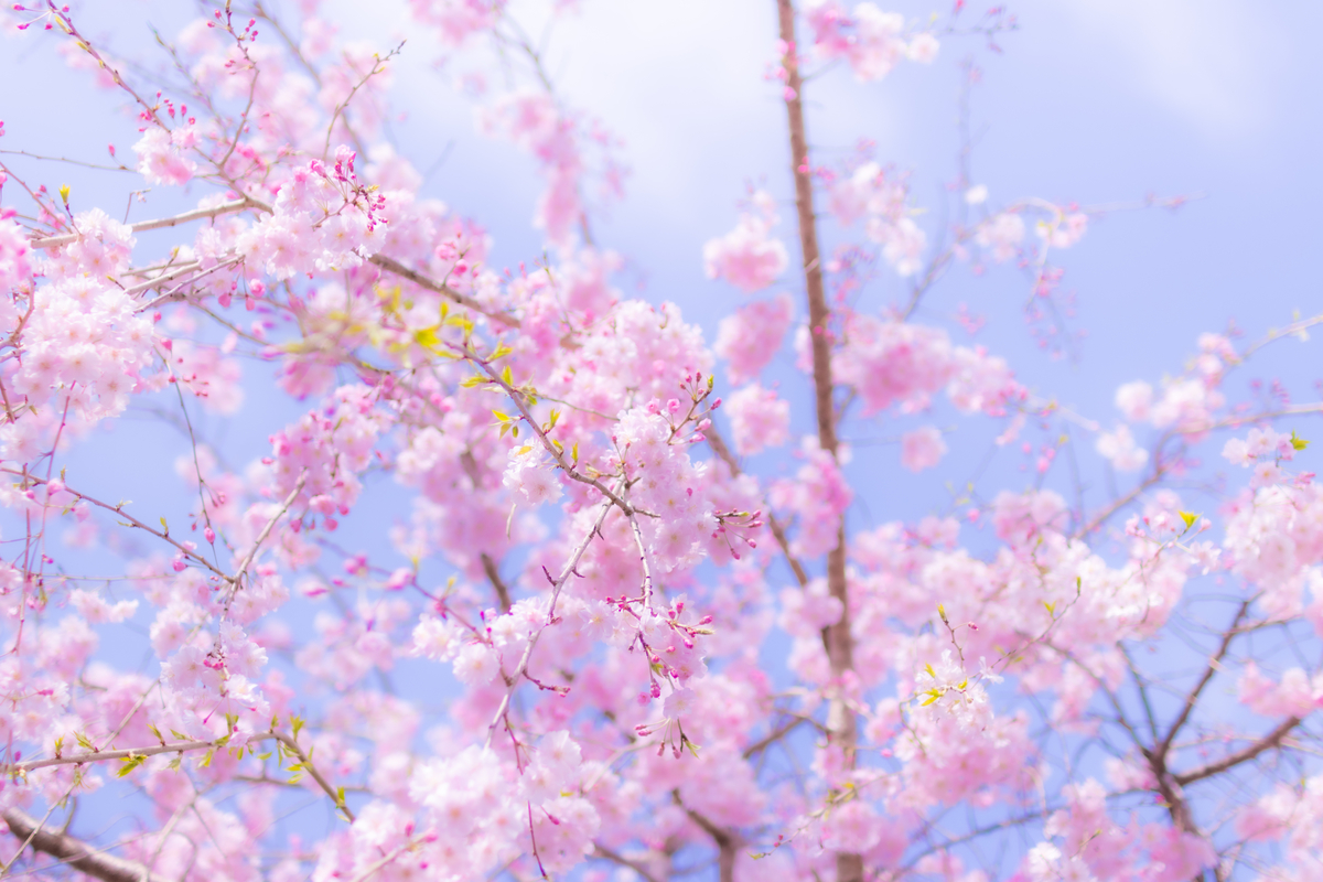 f:id:camerangz:20210407013429j:plain