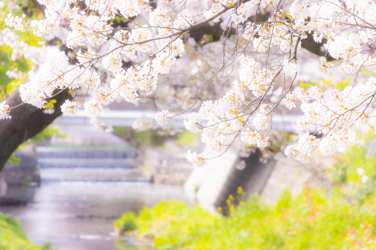 f:id:camerangz:20210407013525j:plain