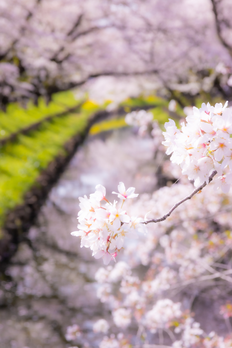 f:id:camerangz:20210407014225j:plain