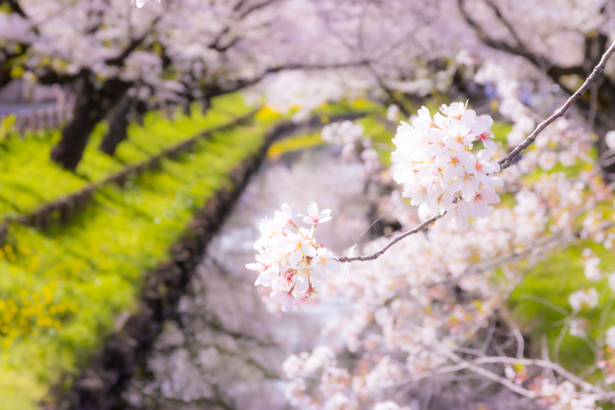 f:id:camerangz:20210407014237j:plain