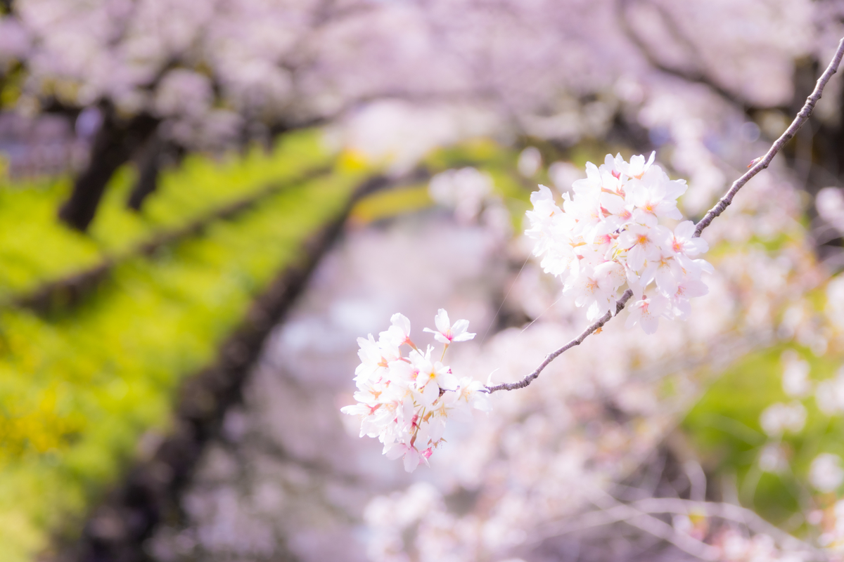 f:id:camerangz:20210407014253j:plain