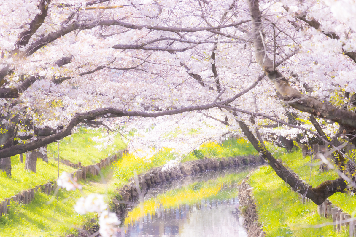 f:id:camerangz:20210407014603j:plain